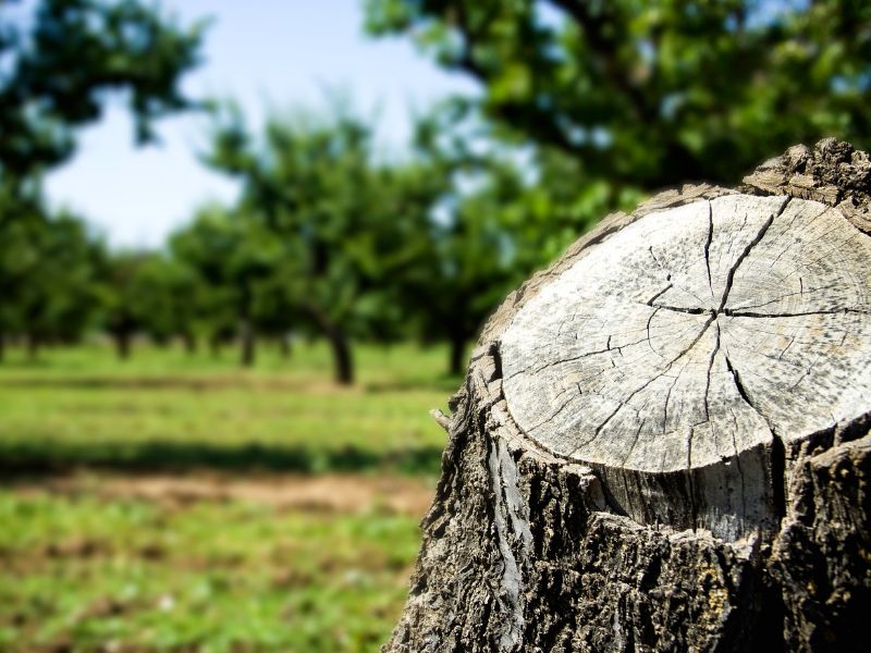Abattage arbres