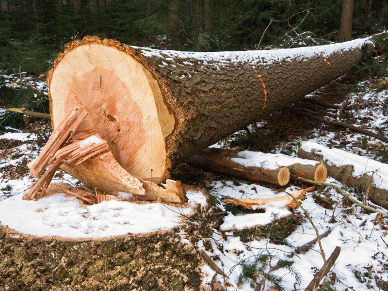 Pourquoi faire appel à un professionnel pour le dessouchage d’un arbre ?