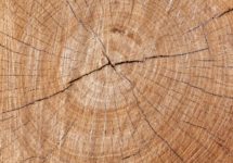 Comment dessoucher un arbre : les étapes clés