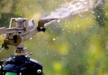 Sublimez votre jardin avec l’eau de pluie !