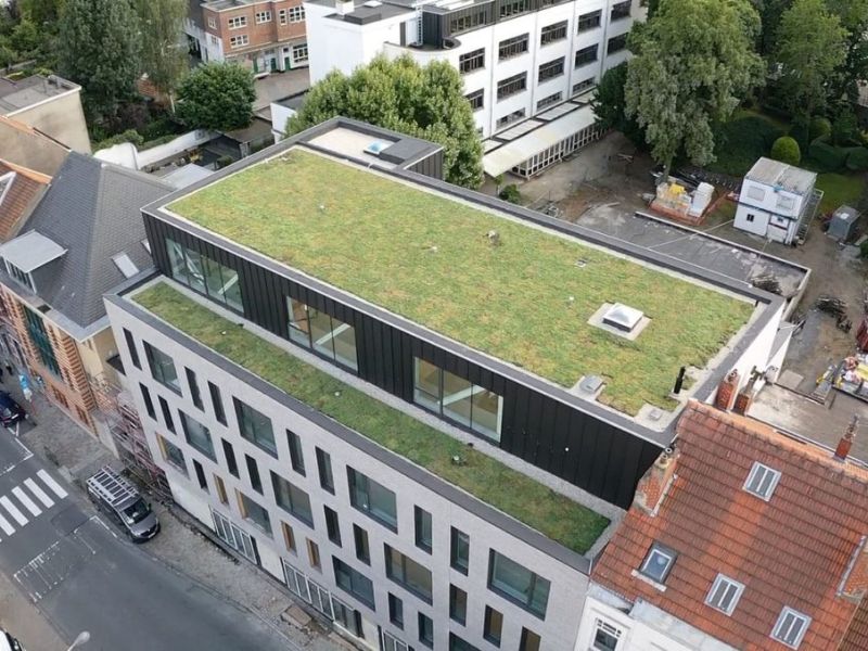 Toit vert : une solution naturelle pour lutter contre l’humidité dans les maisons avec UpGreen
